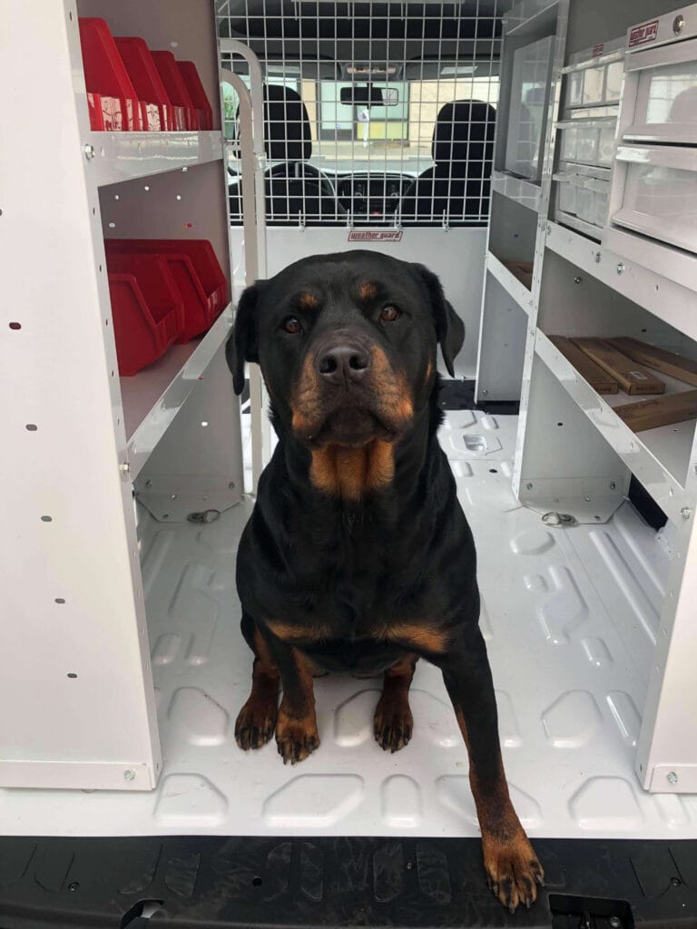 Company dog